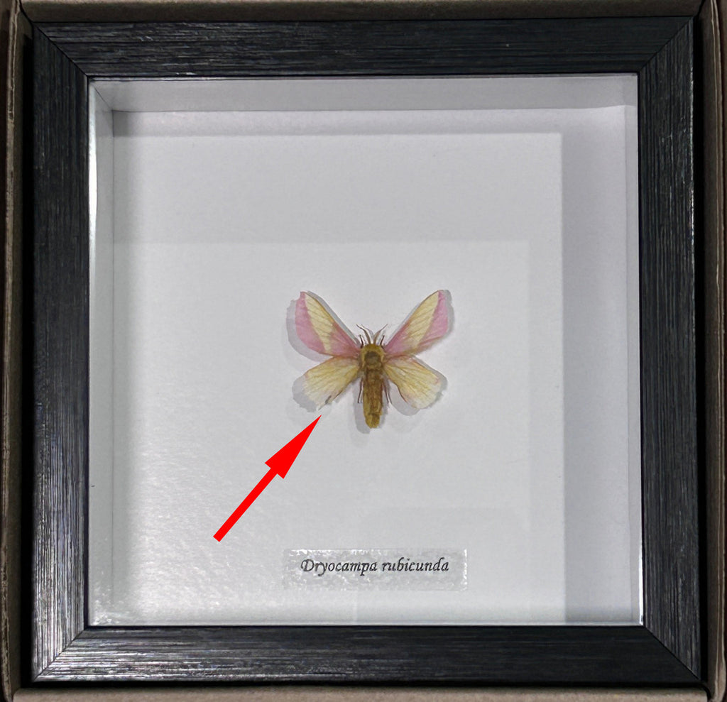 Dryocampa rubicunda # A+( Rosy Maple Moth ) SPECIAL