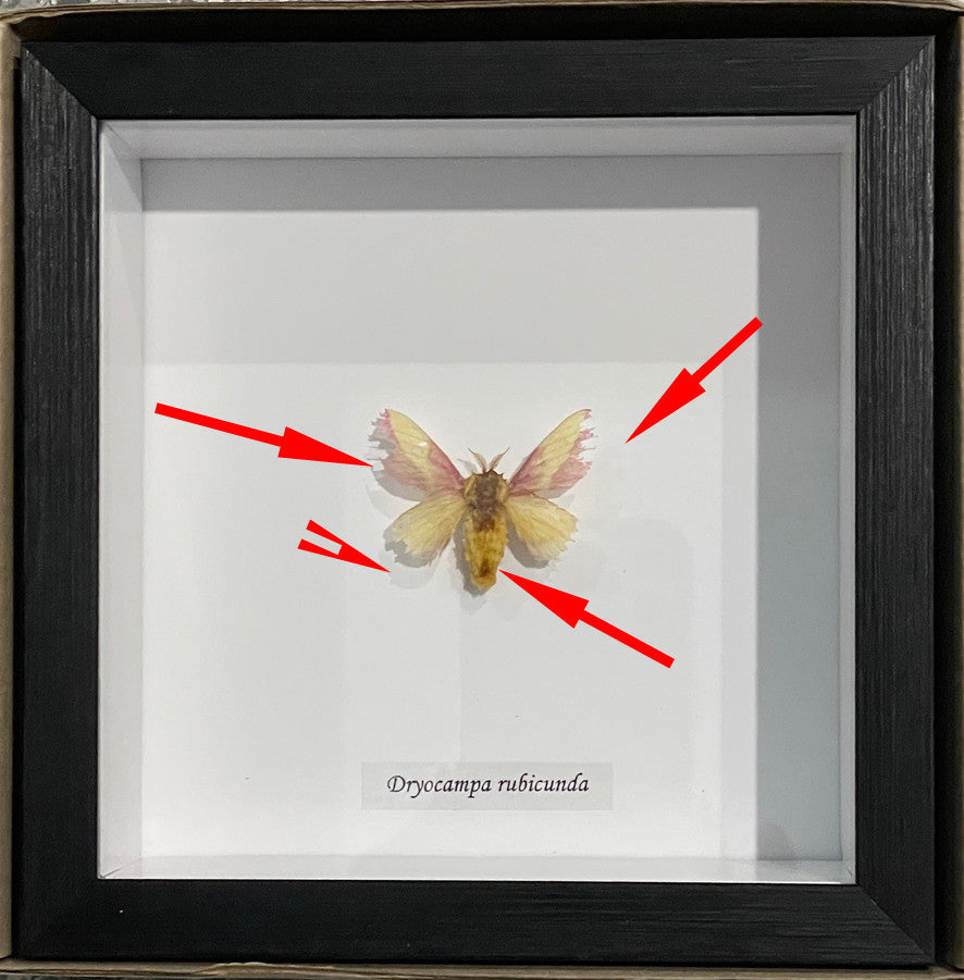 Dryocampa rubicunda # A- ( Rosy Maple Moth ) SPECIAL