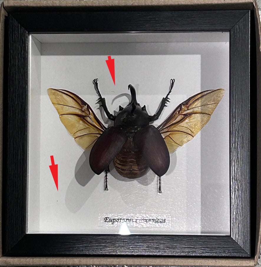 Eupatorus birmanicus ( special )
