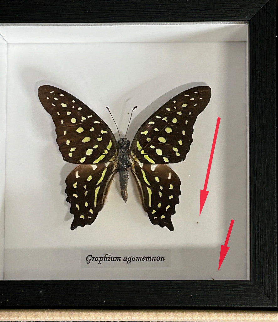 Graphium agamemnon  ( special )