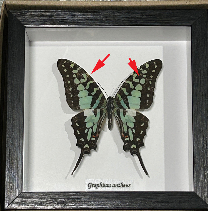 Graphium antheus ( special )