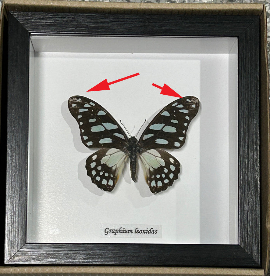 Graphium leonidas ( special )