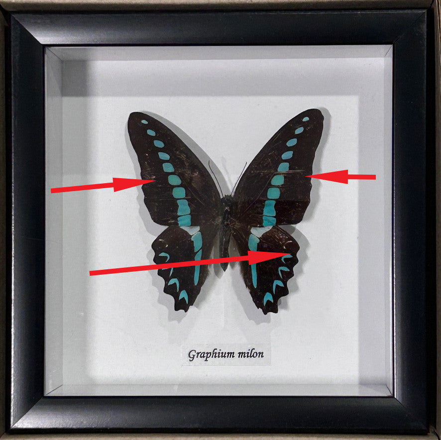 Graphium milon # 7 ( special )