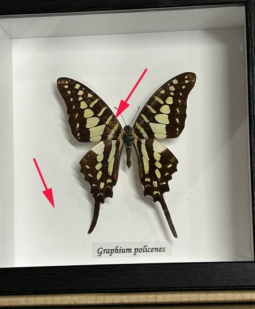Graphium policenes ( special )