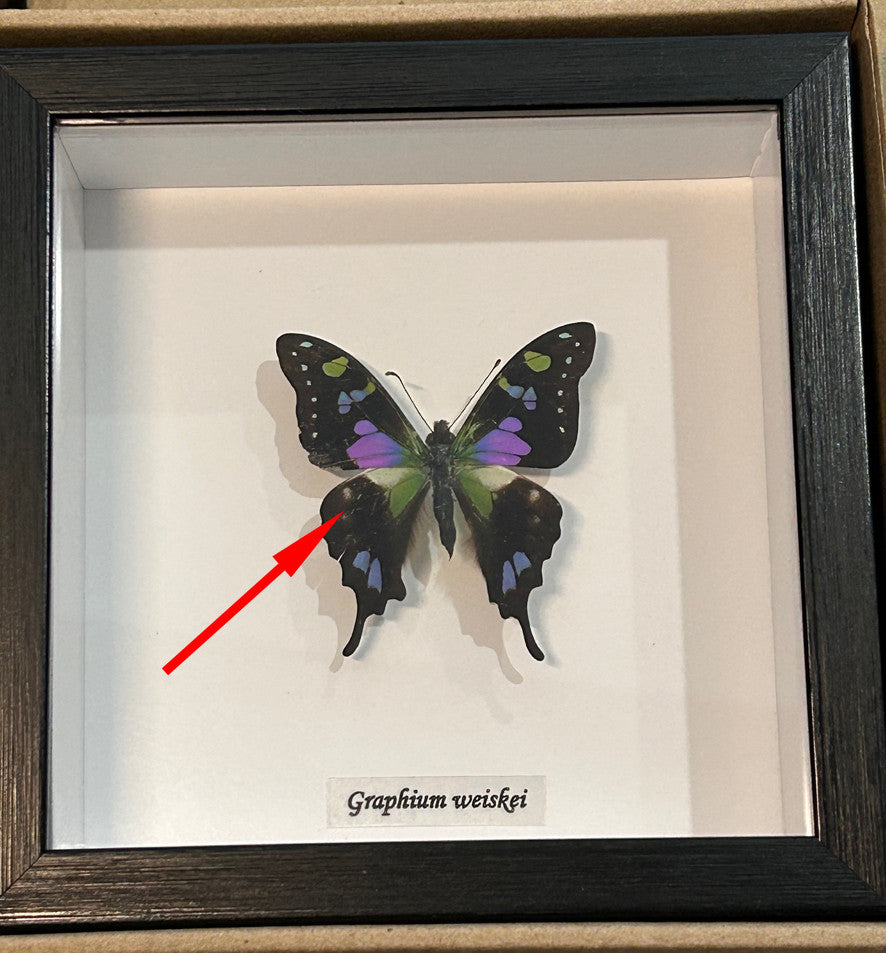 Graphium weiskei # 14( special )