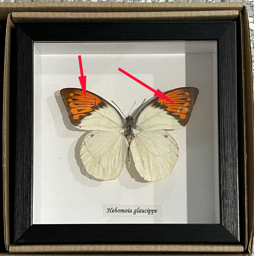 Hebomoia glaucippe ( special )