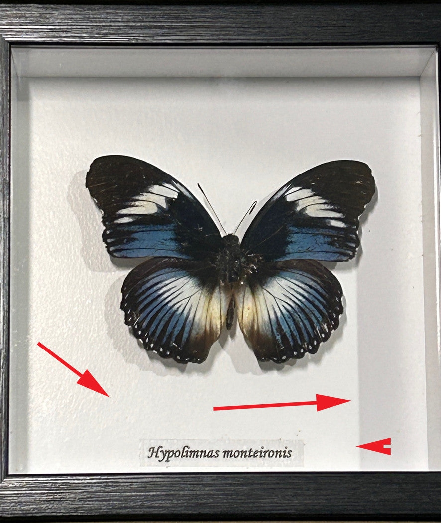 Hypolimnas monteironis ( special )