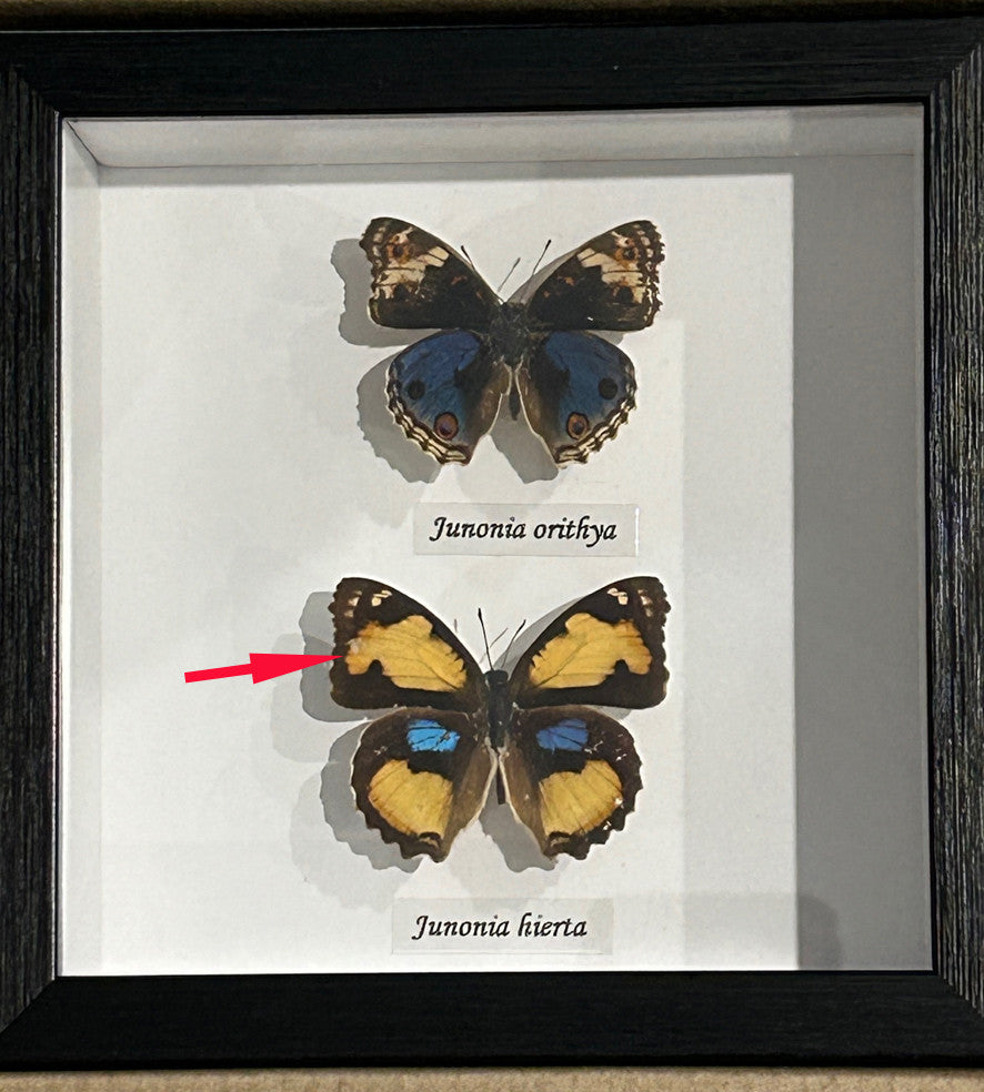 Junonia orithya + Junonia hierta  ( special )