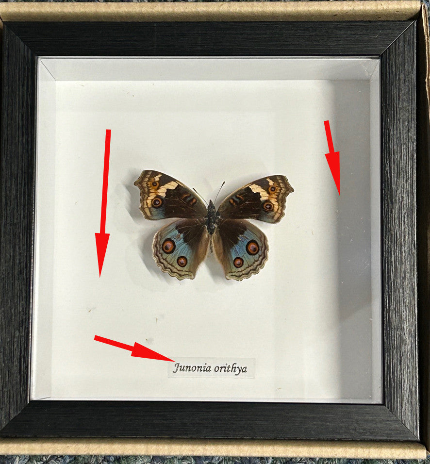 Junonia orithya label # 87 ( special )