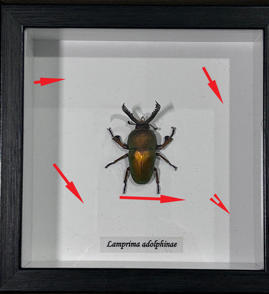 Lamprima adolphinae # 4 ( special )
