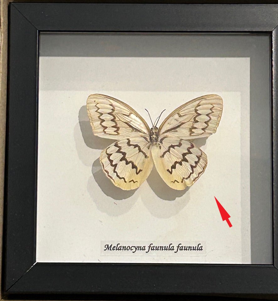 Melanocyma faunula faunula  ( special )