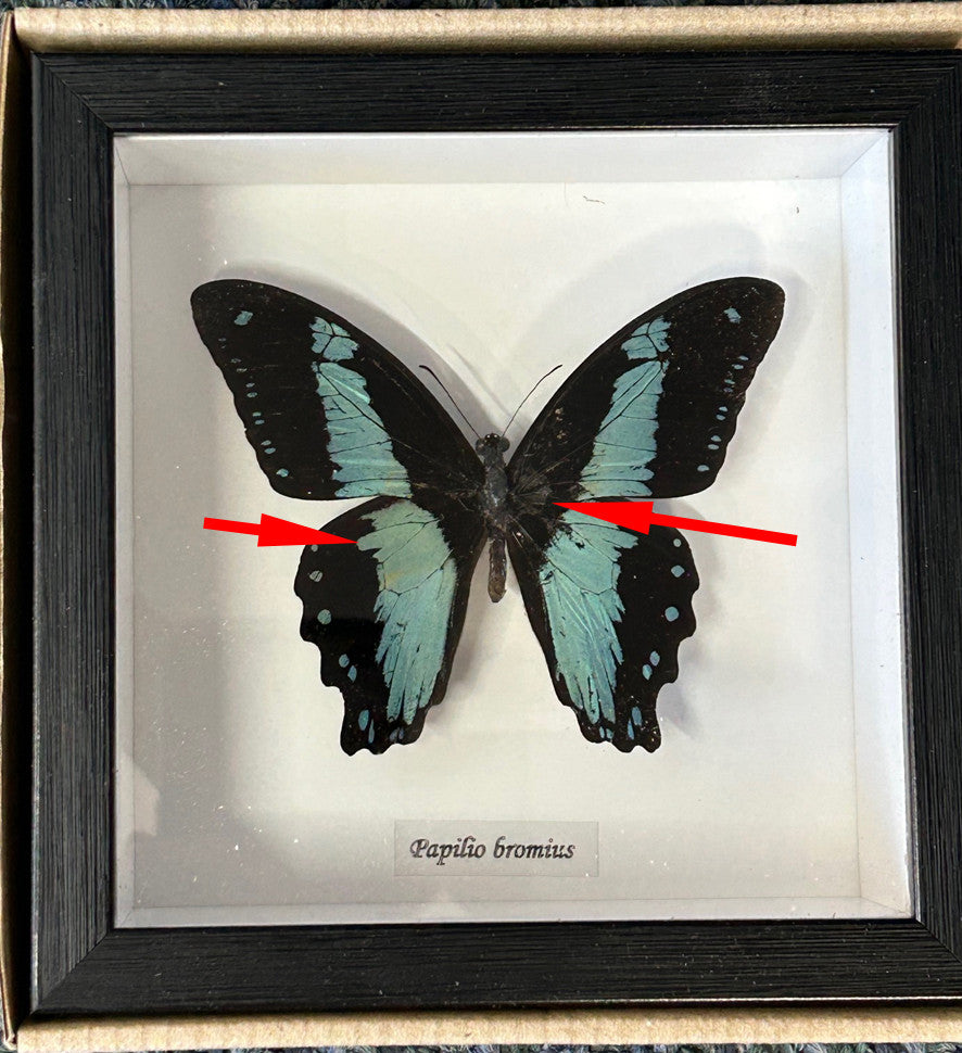 Papilio bromius # 6 ( special )