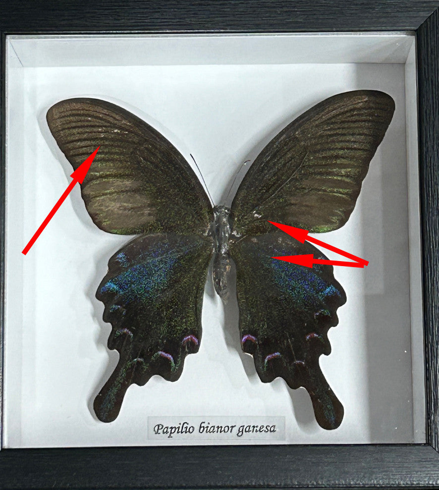 Papilio bianor  ( special )