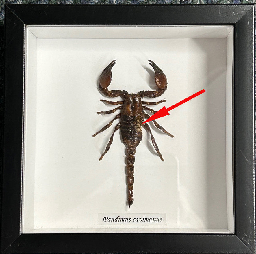 Pandinus cavimanus ( special )
