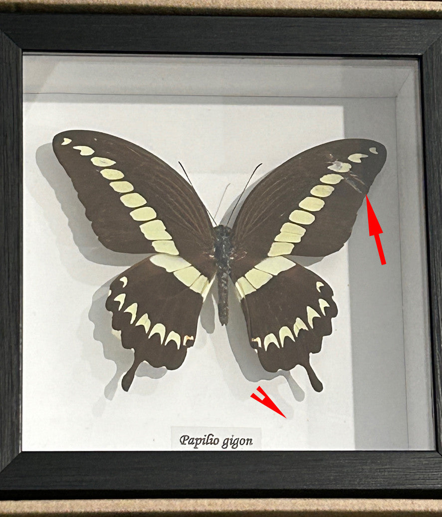 Papilio gigon label ( special )