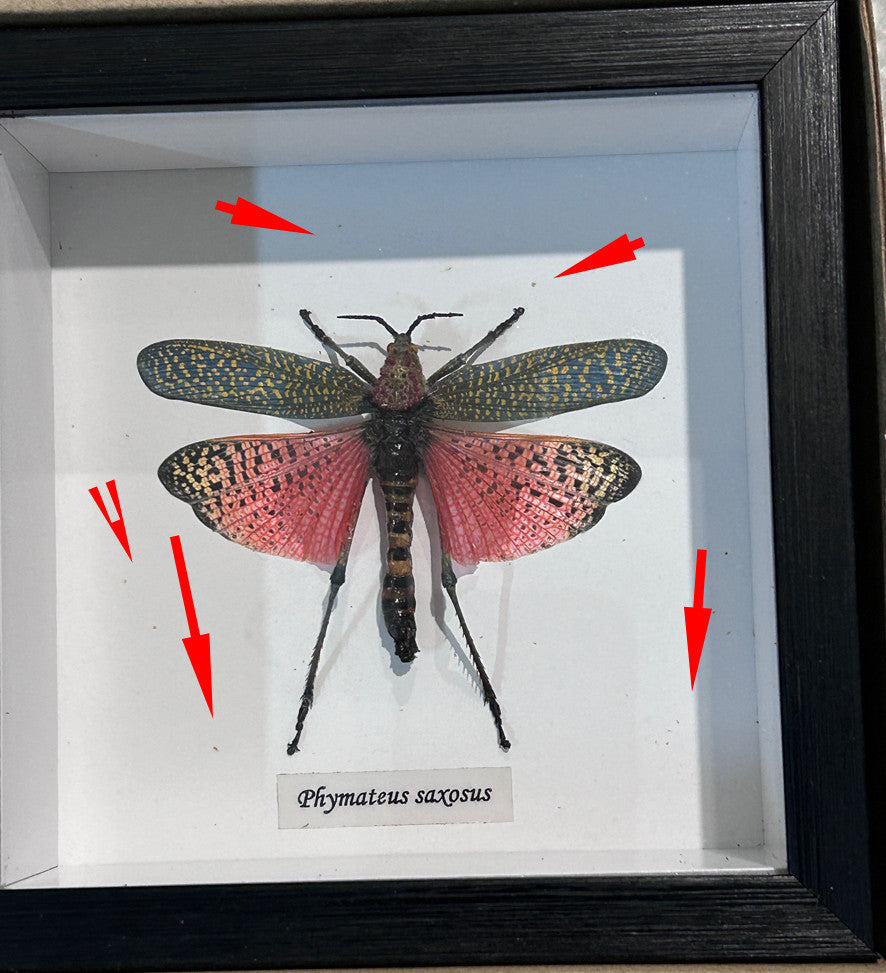 Phymateus saxosus # A7 ( special )