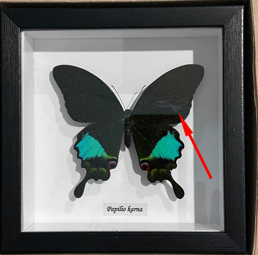 Papilio karna # 3 ( special )