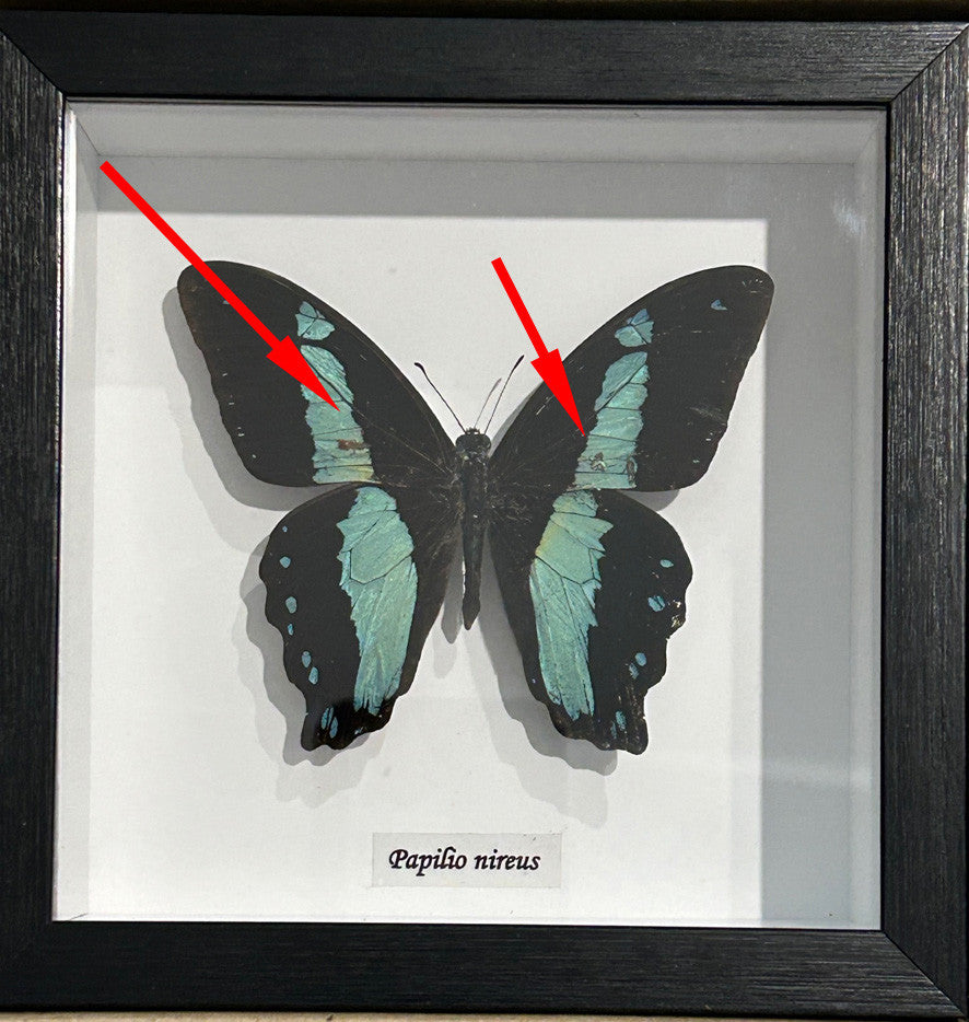 Papilio nireus ( special )