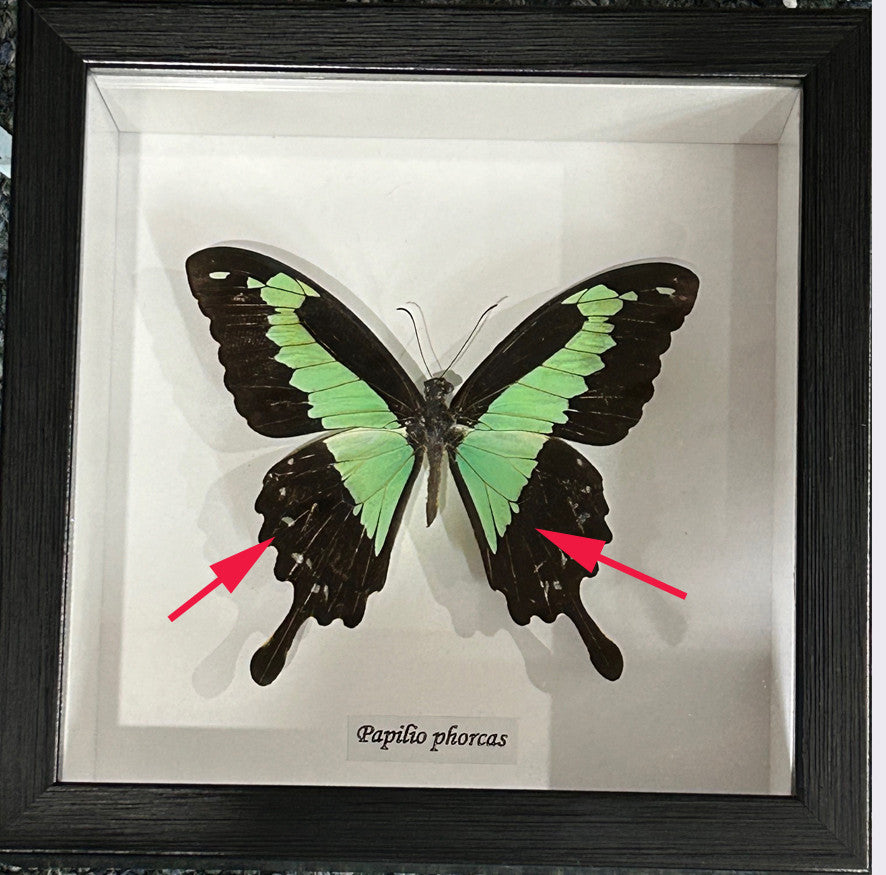 Papilio phorcas # 44 ( special )