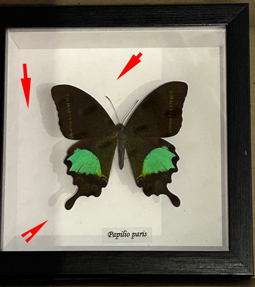Papilio paris # 4 ( special )