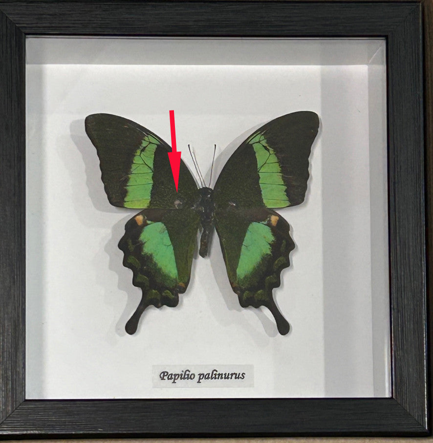 Papilio palinurus  #  34 (special )