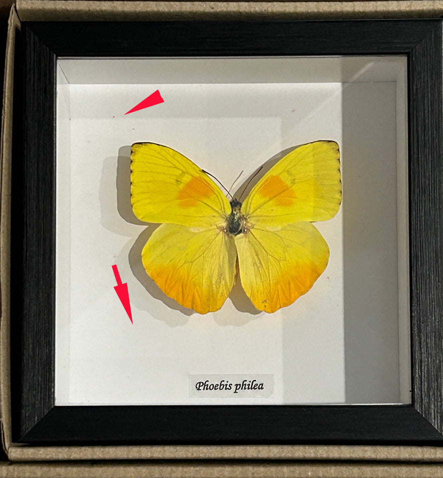 Phoebis philea  ( special )