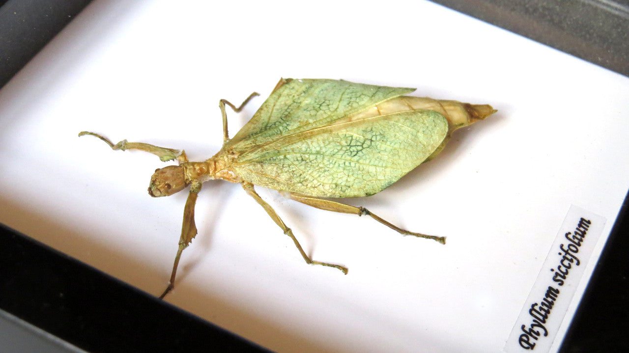 Phyllium siccifolium