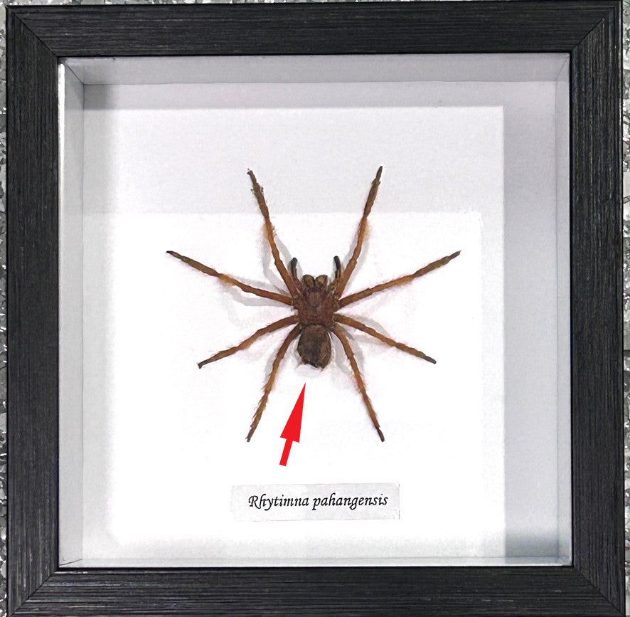 Rhytimna pahangensis ( special )
