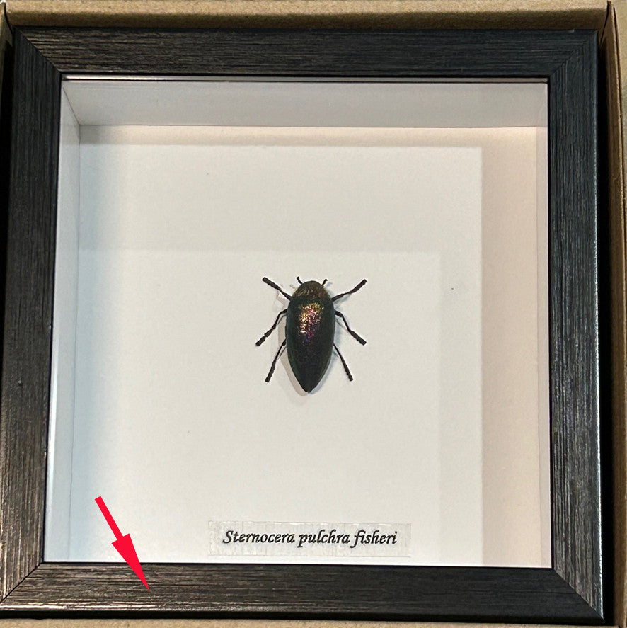 Sternocera pulchra fischeri # 2 ( special )