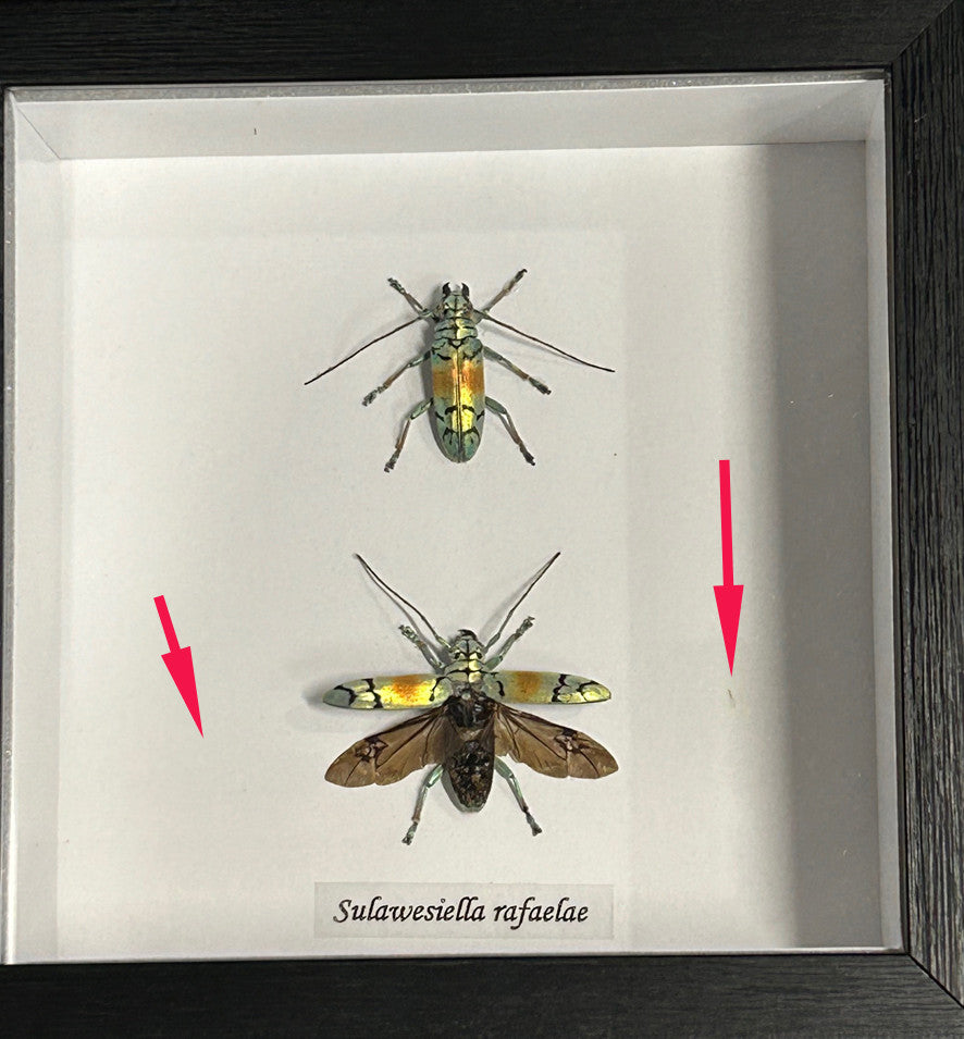 Sulawesiella rafaelae x 2 ( special )