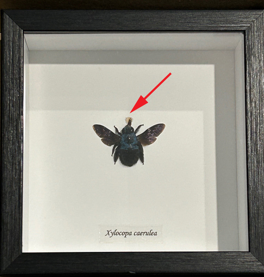 Xylocopa caerulea Bee # 2  ( special )