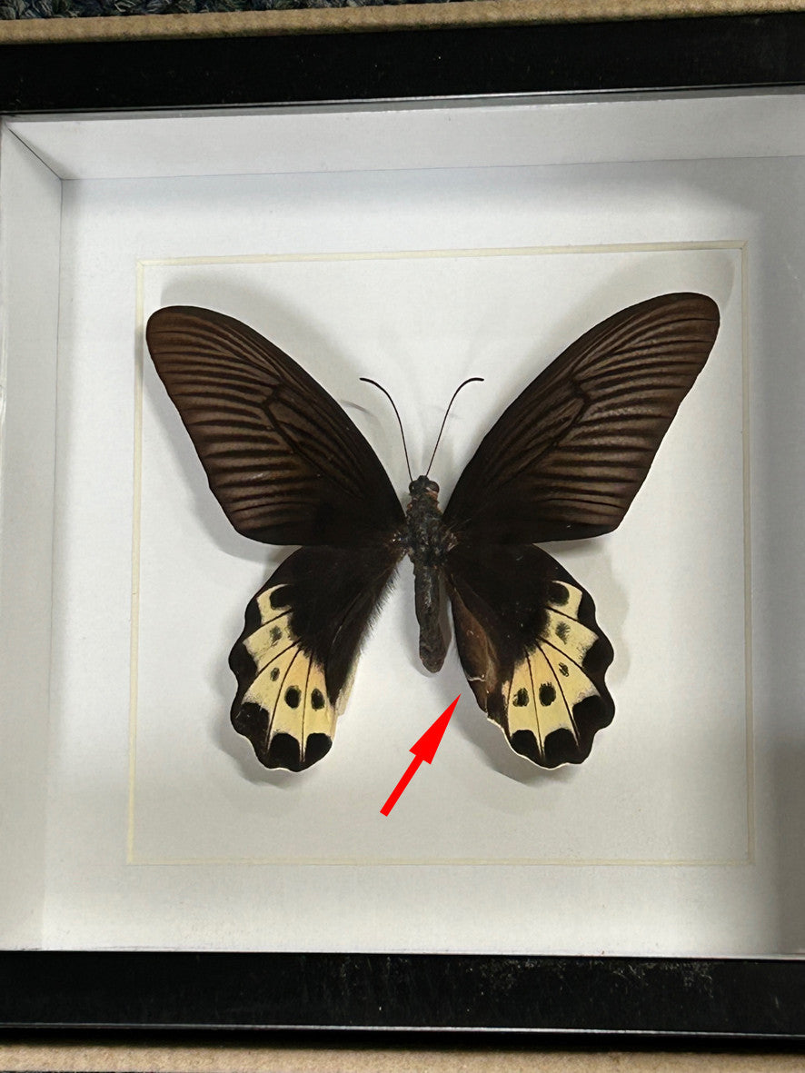 Atrophaneura luchti # 43  ( special )
