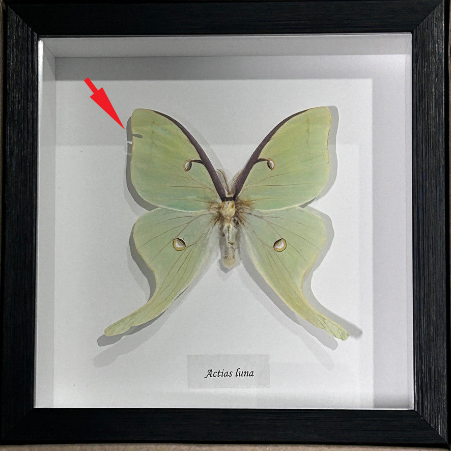 Actias luna # H ( special )