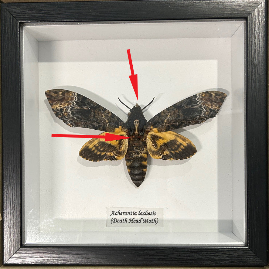 Acherontia lachesis aka Death's-head moth  # 9( special )