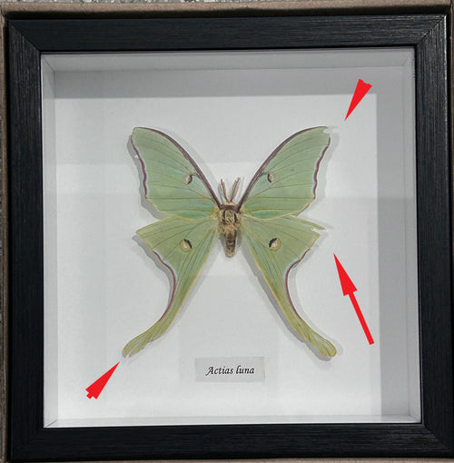 Actias luna # 2   ( special )