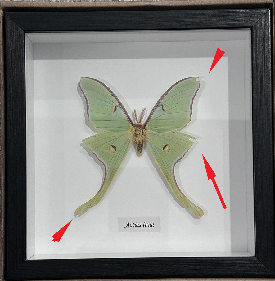 Actias luna # H ( special )