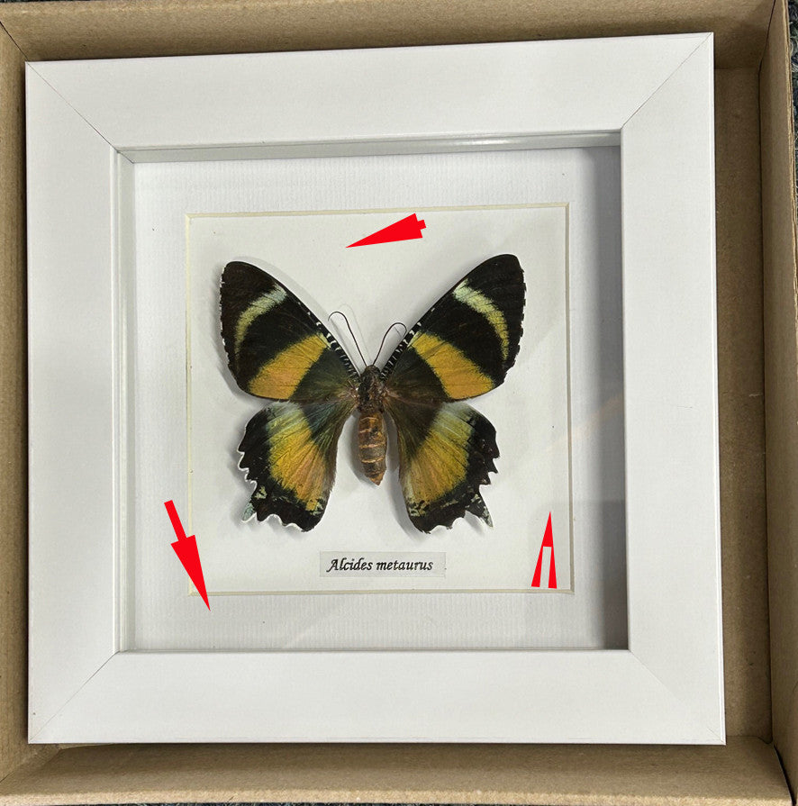 Alcides metaurus pink # 56 white frame ( special )