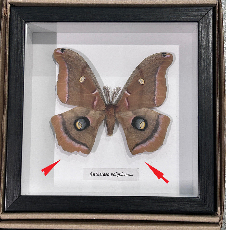 Antheraea polyphemus moth #5 ( special )