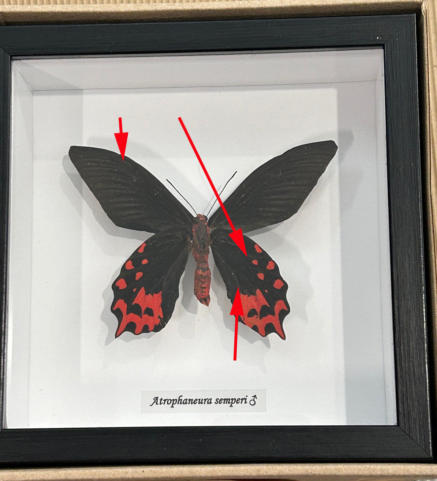 Atrophaneura semperi Male ( Vampire butterfly ) label back # 7 ( special )