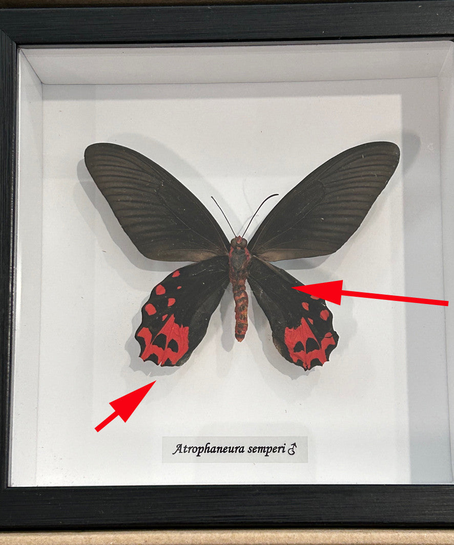 Atrophaneura semperi Male ( Vampire butterfly ) label back # 8 ( special )
