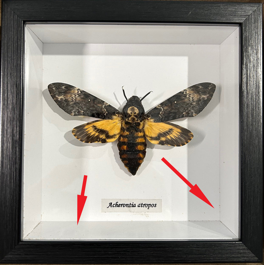 Acherontia atropos label back. #A2 (special)