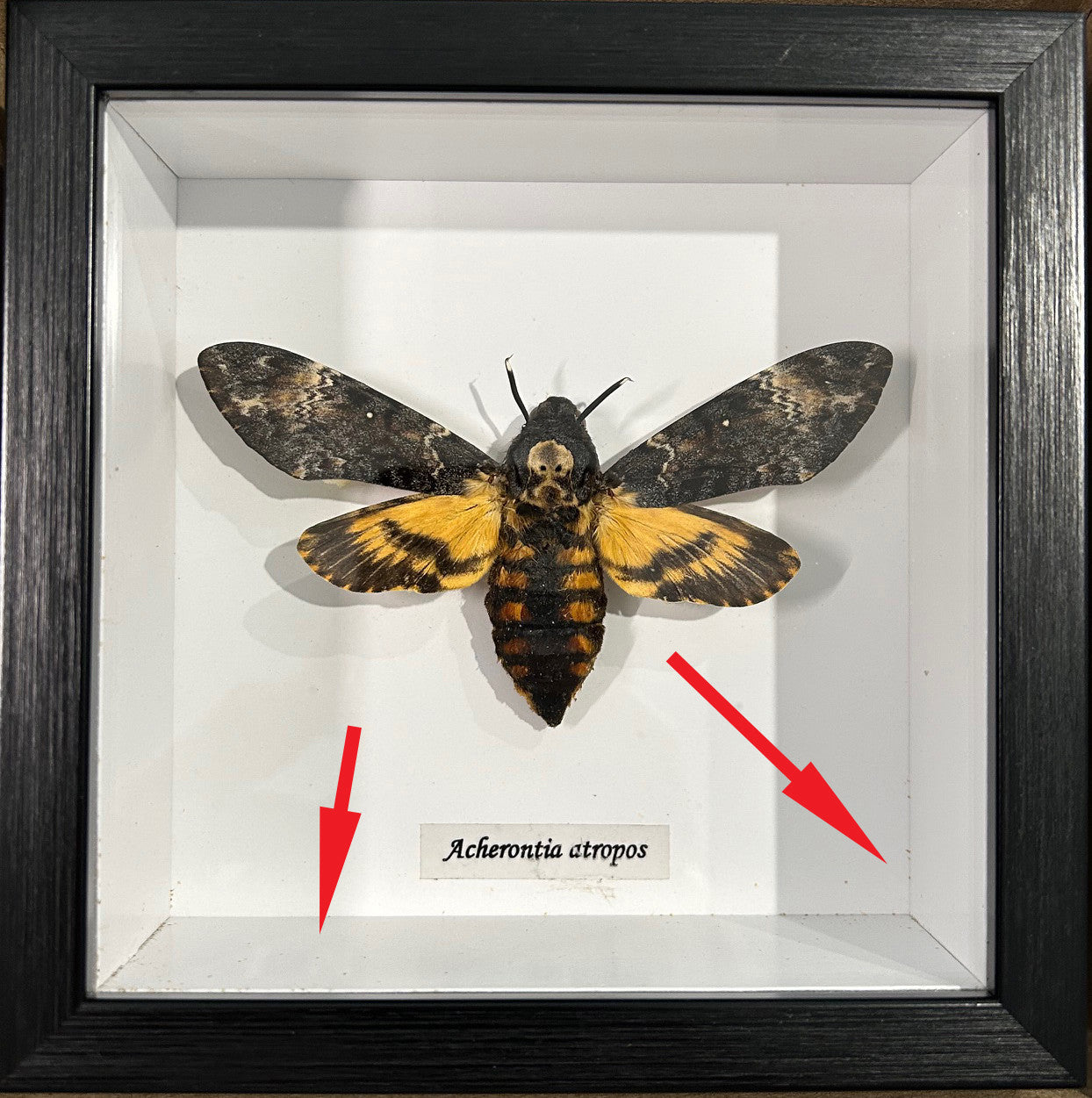 Acherontia atropos label back. #A2 (special)