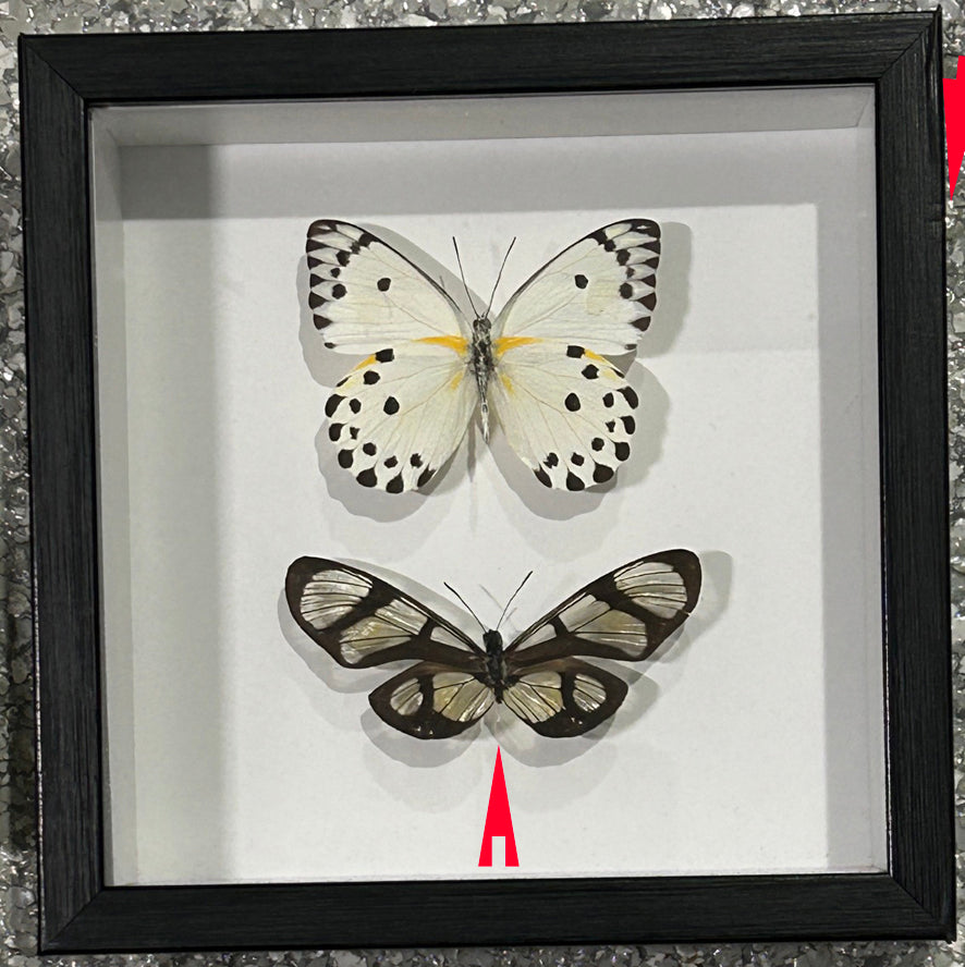 Thyridia psidii + Belenois calypso ( special )