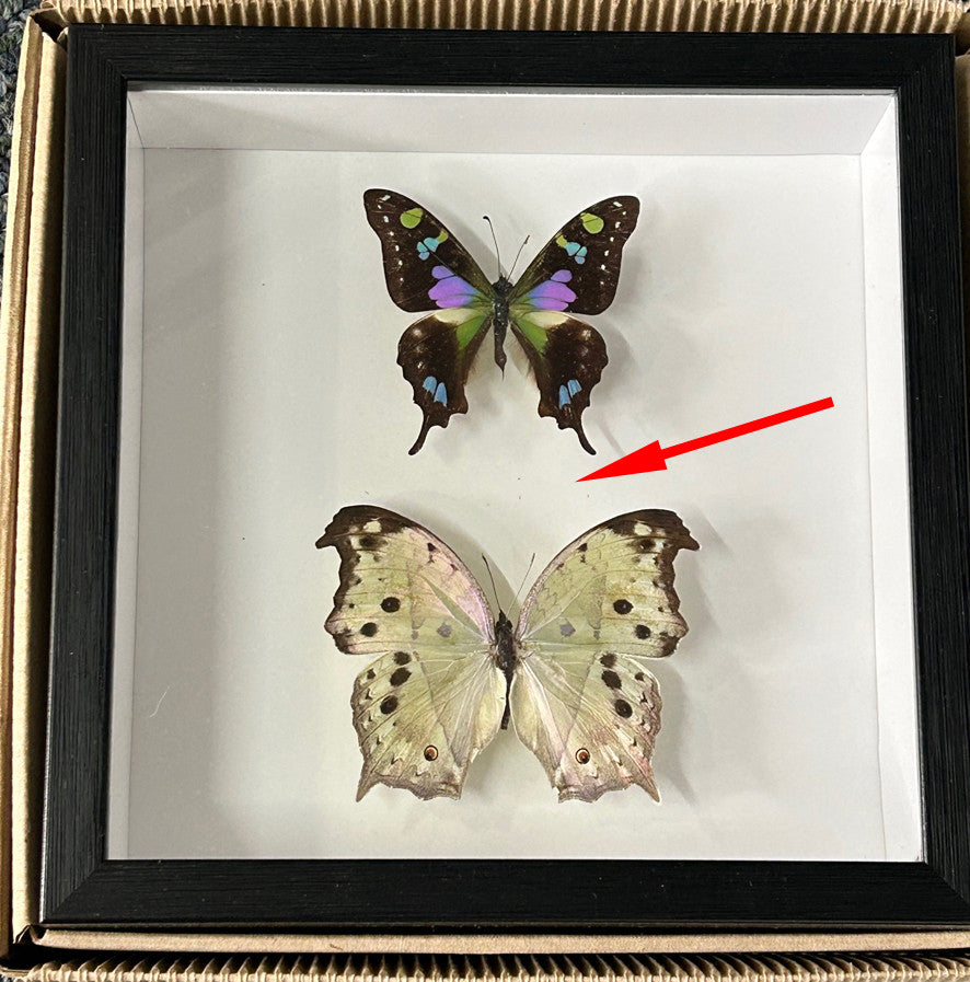 Salamis parhassus + Graphium weiskei ( special )