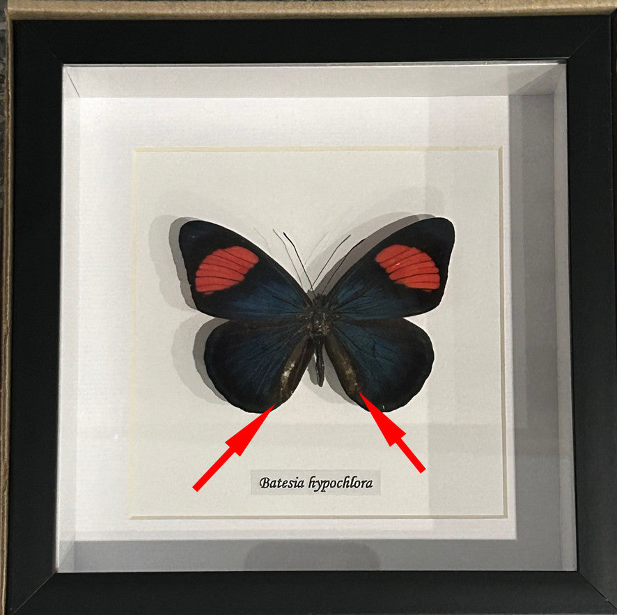 Batesia hypochlora label ft ( special )