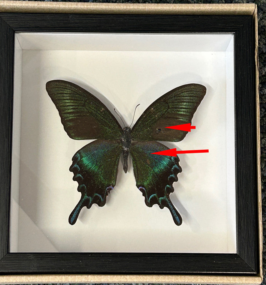 Papilio maackii  # 20 (special )