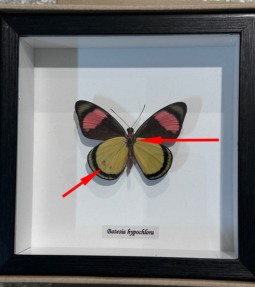 Batesia hypochlora ventral label ( special )