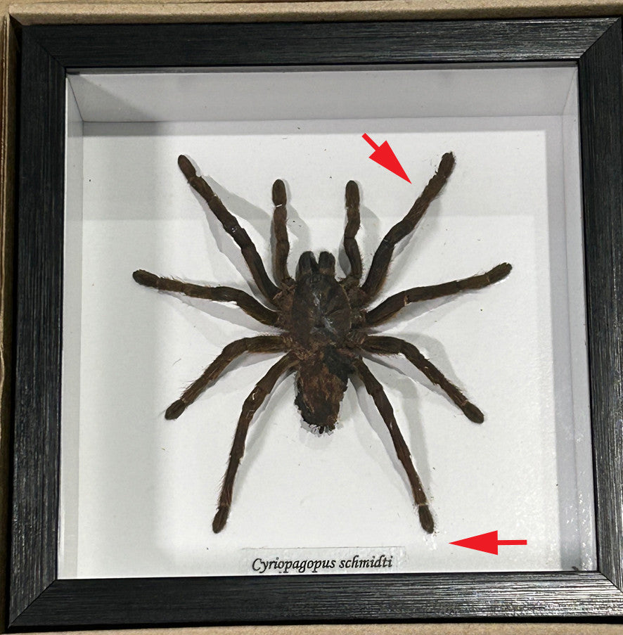 Cyriopagopus schmidti male # 2 ( special )