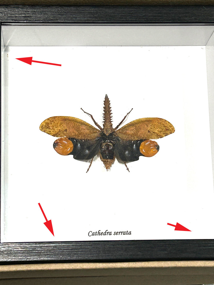 Cathedra serrata ( special )