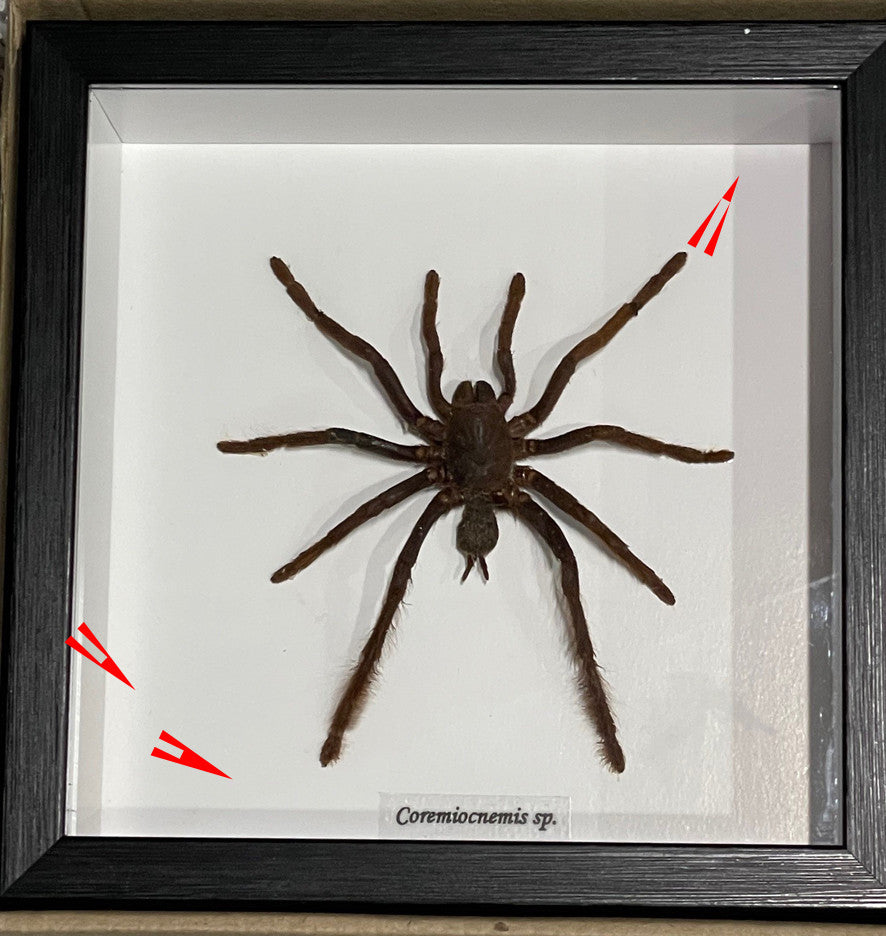Coremiocnemis sp. ( special )